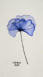 Fleur bleue toute en transparence